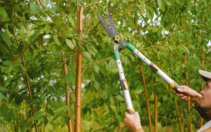 Tree trimming in Boyceville, WI
